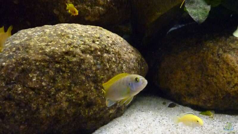 Besatz im Aquarium Becken 15282 von Yellow Man (8)