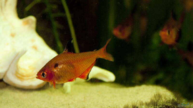 Einrichtungsbeispiele für Blutsalmler (Hyphessobrycon eques)