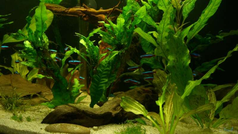 Pflanzen im Aquarium Schwarzwasser (wegen Planarien aufgegeben) von Alexander Eckel (5)