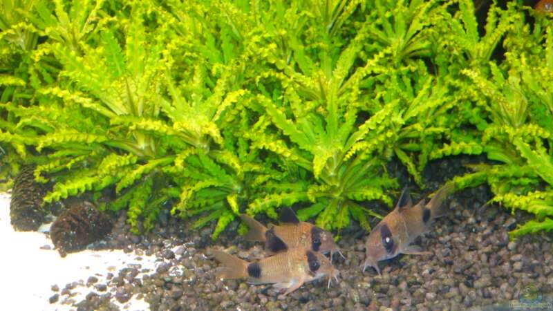 Corydoras panda von Goos (29)