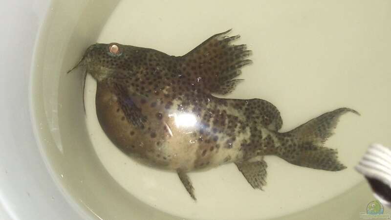 Synodontis eupterus hat dicken Bauch 3 von Thoralf Berner (4)