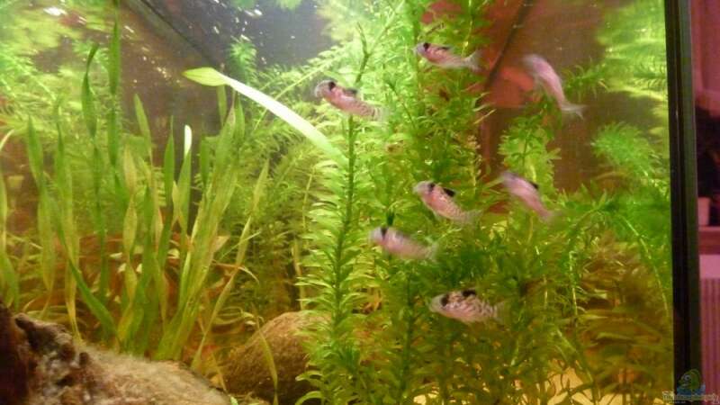 Aquarien mit Corydoras leucomelas (Schwarzflossen Panzerwels)