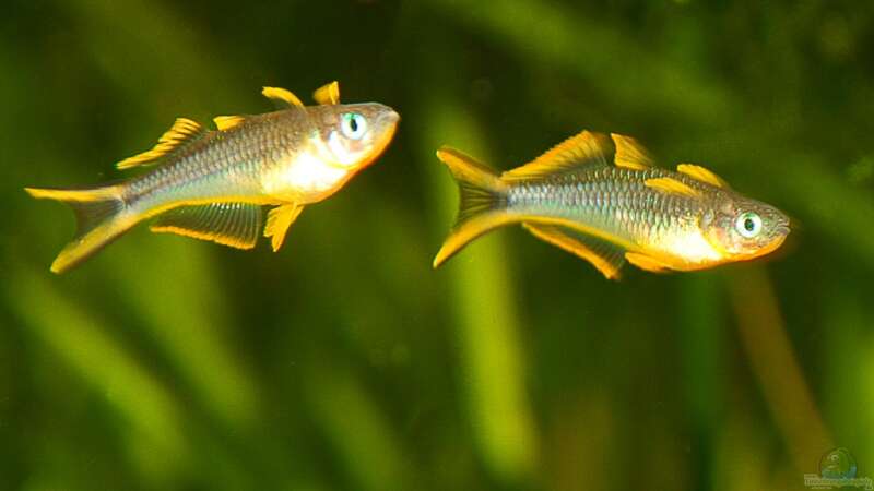 Zuchterfahrung des Gabelschwanz-Regenbogenfisches (Pseudomugil furcatus)