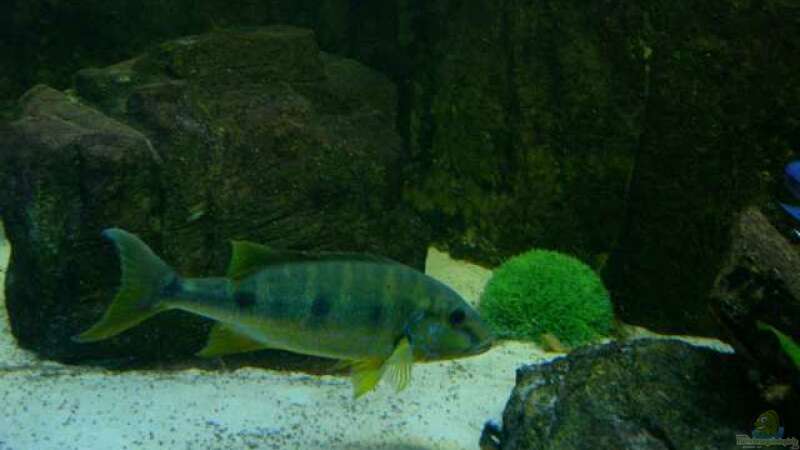 Boulengerochromis microlepis im Aquarium (Einrichtungsbeispiele für B. microlepis)