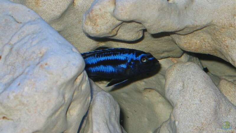 Melanochromis Maigano von Stefan Müller (14)