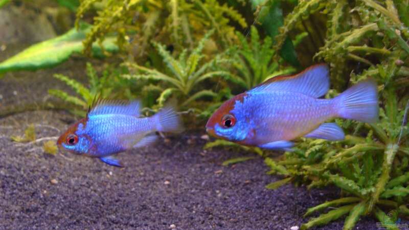 Mikrogeophagus ramirezi im Aquarium halten (Einrichtungsbeispiele für Südamerikanische Schmetterlingsbuntbarsche)