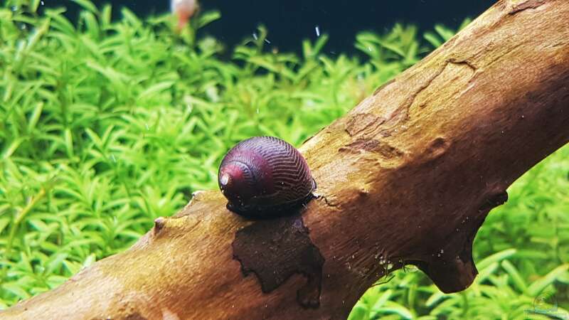 Vittina waigiensis im Aquarium halten (Einrichtungsbeispiele für Rote Rennschnecke)