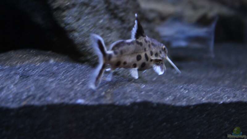 Synodontis multipunktatus von chR576 (35)