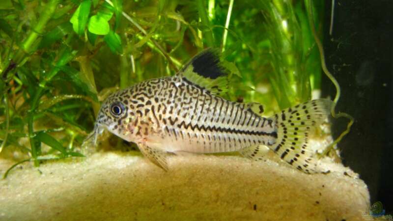 Corydoras julii von ZYX82 (18)