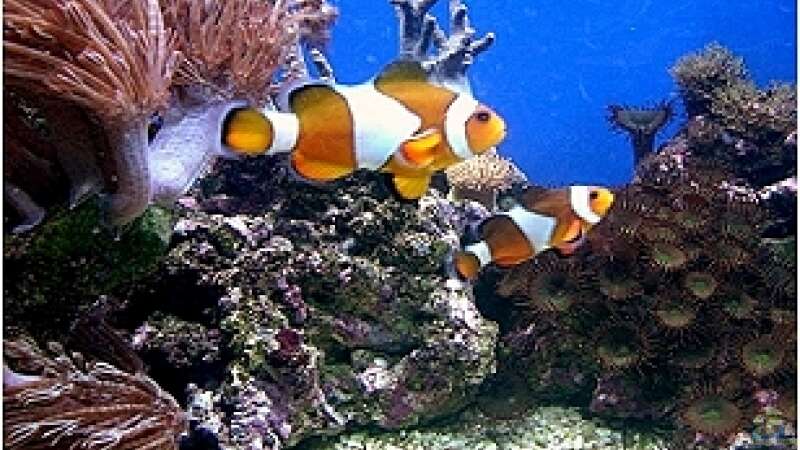 Aquarien mit Amphiprion ocellaris (Falscher Clownfisch)