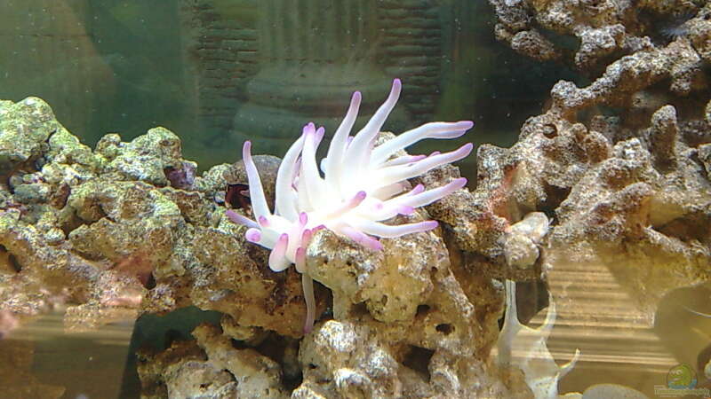 Pflanzen im Aquarium BIKINI BOTTOM von Spongebob (9)