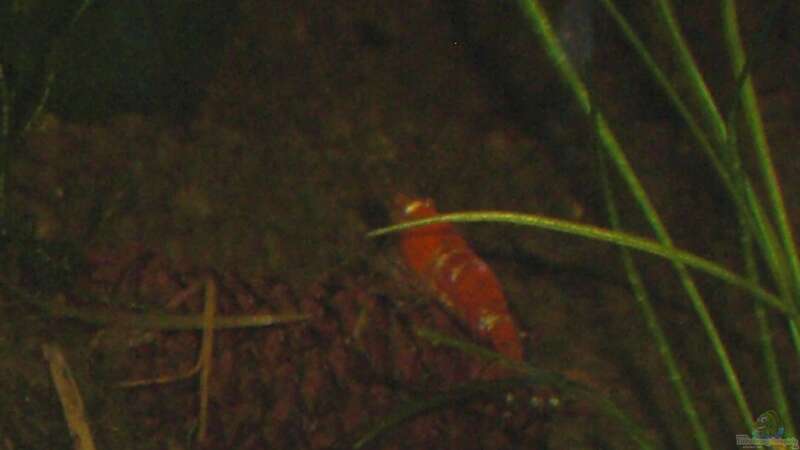 Caridina cf. cantonensis `Crystal Red`1 von Malawi TOM (18)