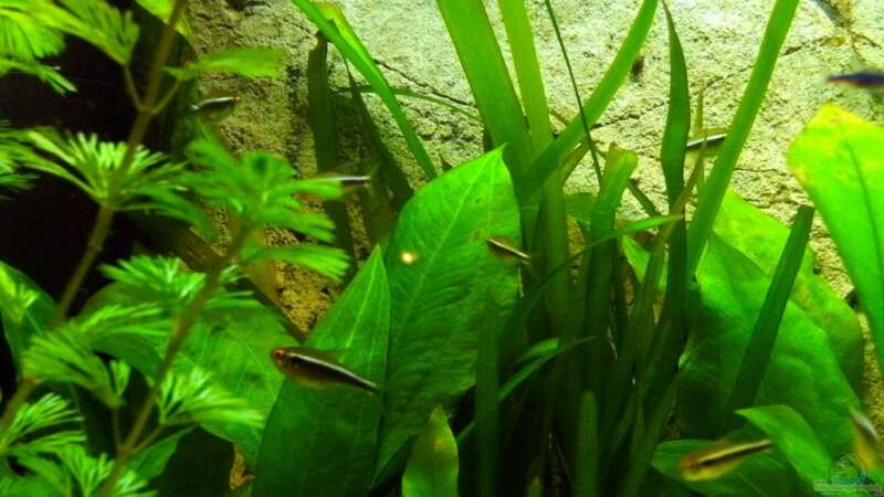 Besatz im Aquarium Becken 16462 von Zeljko Jovanovic (27)