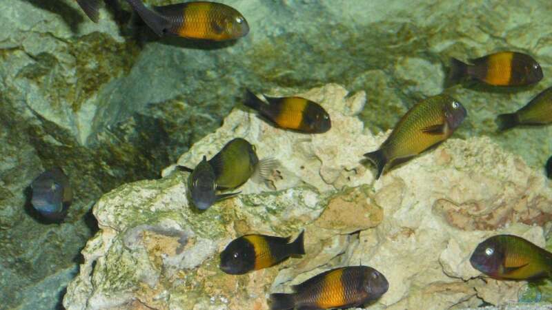 Besatz im Aquarium Tropheusbecken von Hoffbold (16)