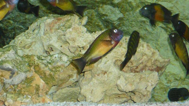 Besatz im Aquarium Tropheusbecken von Hoffbold (17)