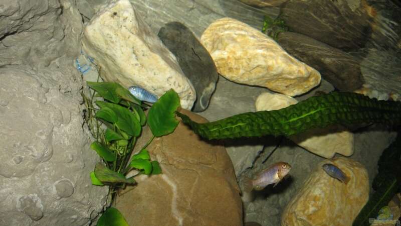 Besatz im Aquarium Becken 1650 von Björn Bönsch (29)