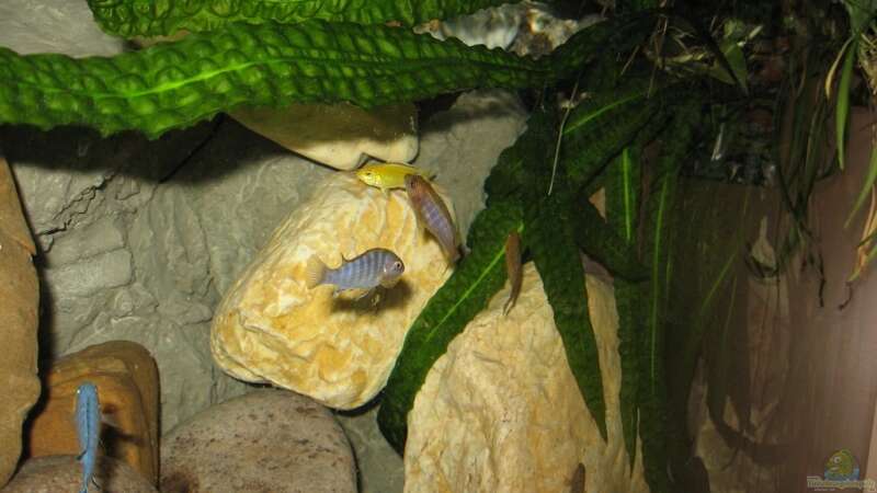 Besatz im Aquarium Becken 1650 von Björn Bönsch (34)