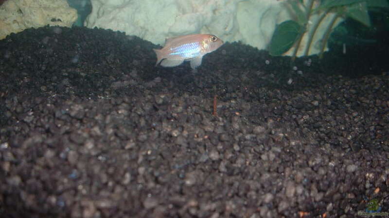 Lochgestein im Aquarium als Dekoration