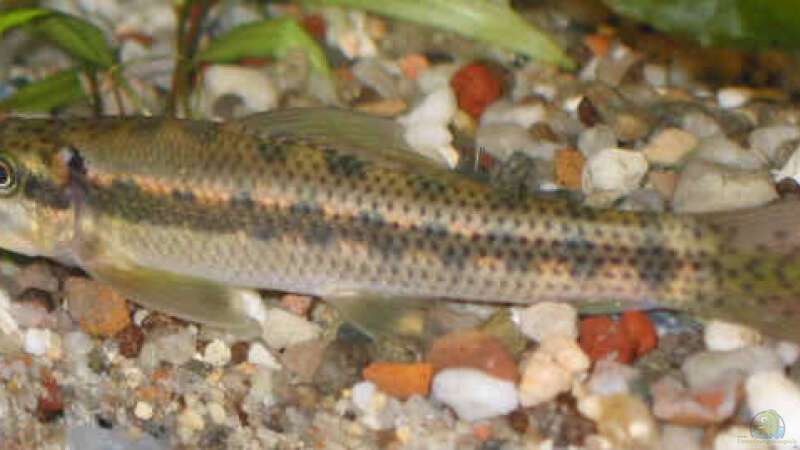 Aquarien mit Siamesischen Saugschmerlen (Gyrinocheilus aymonieri)