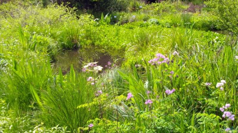 Botanischer Garten München -Aus Sicht einer Aquarianerin! Teil I