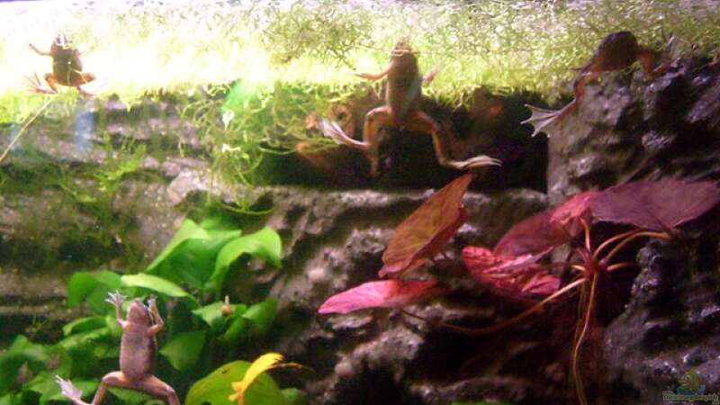 Besatz im Aquarium Frogtopia von Lisa. (21)