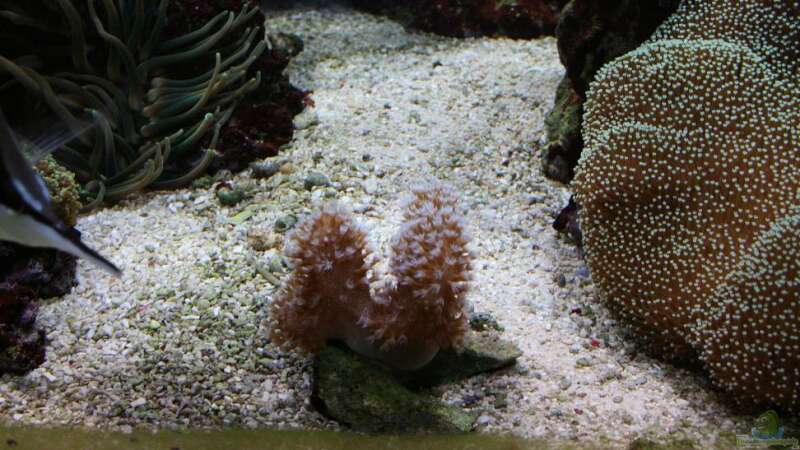 Pflanzen im Aquarium Becken 16967 von Marco Vasev (15)