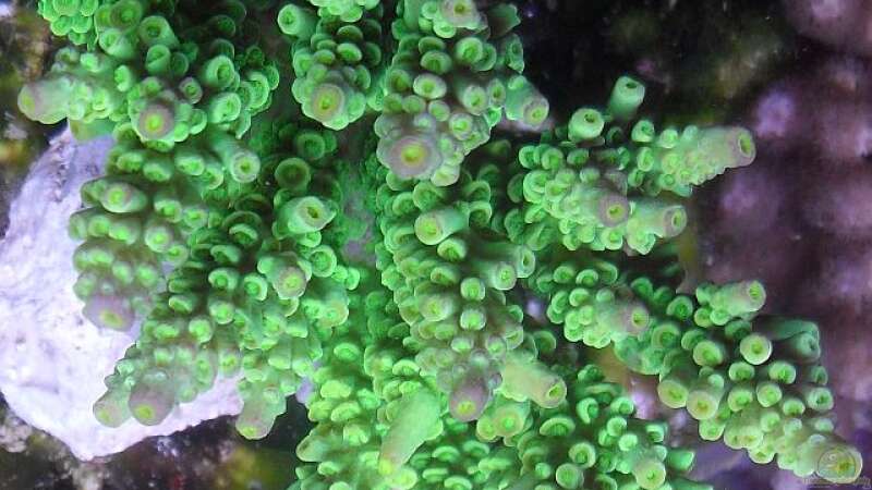 Acropora Vaughani von .uschi (17)