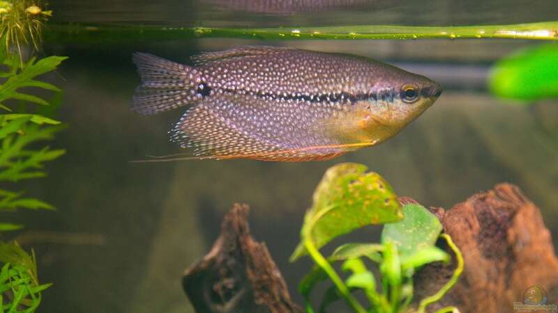 Mosaikfadenfisch Männchen von Sarah (37)