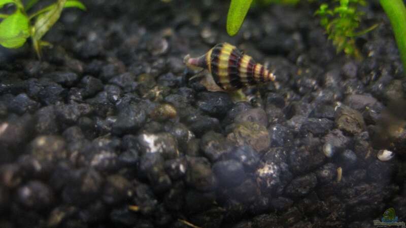 Einrichtungsbeispiele für die Haltung Raubturmdeckelschnecken (Anentome helena) im Aquarium