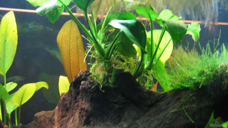 Anubias barteri 2 von Marco B. (11)