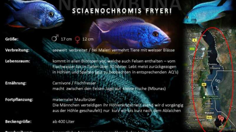 Artentafel - Sciaenochromis fryeri von Der Schweizer (55)