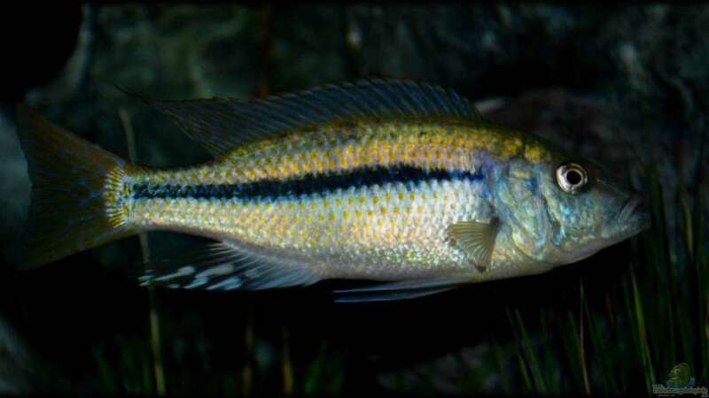 Einrichtungsbeispiele für die Haltung von Dimidiochromis kiwinge im Aquarium