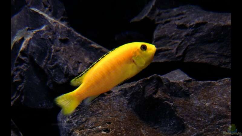 Labidochromis caeruleus (Gelber Labidochromis  Yellow) von -Markus- (13)