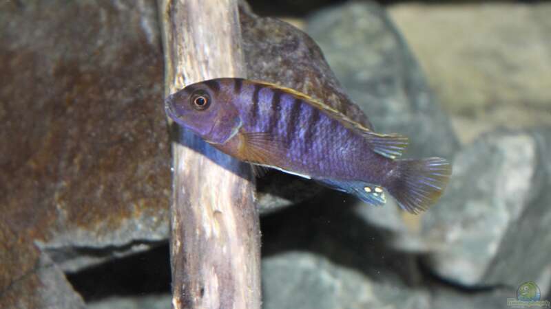 Labidochromis sp. Hongi  ca. 6cm von Sebastian O. (44)