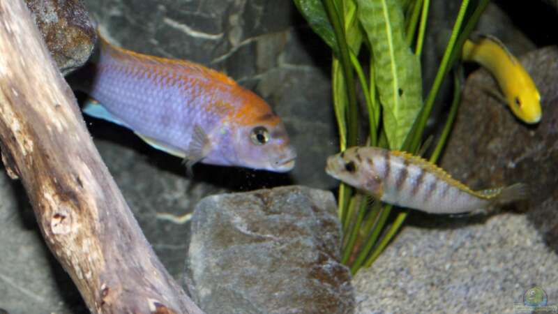 Einrichtungsbeispiele für Aquarien mit Labidochromis sp. "hongi"