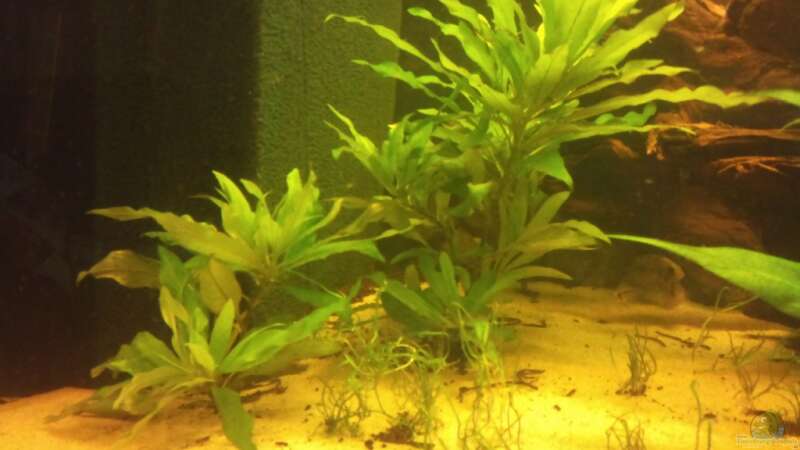 Hygrophila stricta von Christian Wittling (6)