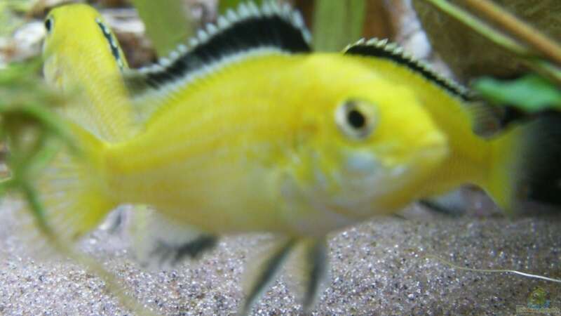 Labidochromis "Yellow" caeruleus im Aquarium halten (Einrichtungsbeispiele für Gelber Malawimaulbrüter)