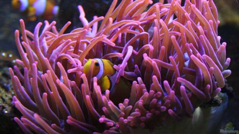 Anemonenfisch in Blasenanemone von Aquarienfreude (11)