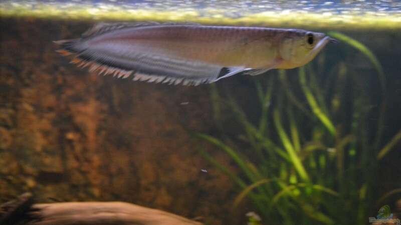 Artentafel Schwarzer & Silberner Arowana (Osteoglossum ferreirai / O. bicirrhosum)