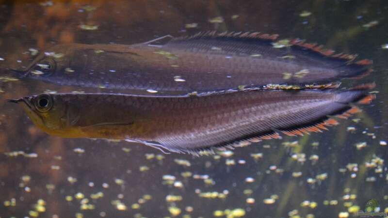 Artentafel Schwarzer & Silberner Arowana (Osteoglossum ferreirai / O. bicirrhosum)