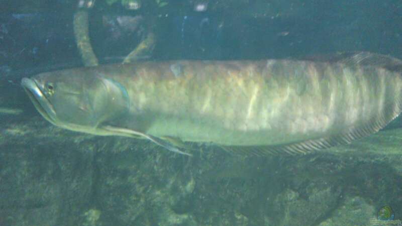 Artentafel Schwarzer & Silberner Arowana (Osteoglossum ferreirai / O. bicirrhosum)