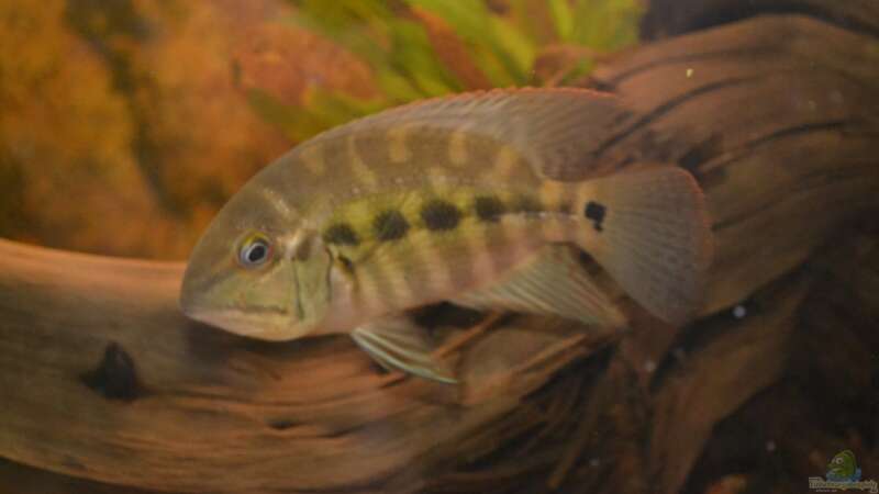 Artentafel "Grüner" Papageibuntbarsch (Hoplarchus psittacus)