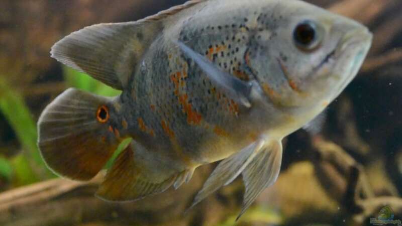 Artentafel Pfauenaugenbuntbarsch (Astronotus ocellatus)