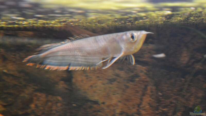 Artentafel Schwarzer & Silberner Arowana (Osteoglossum ferreirai / O. bicirrhosum)