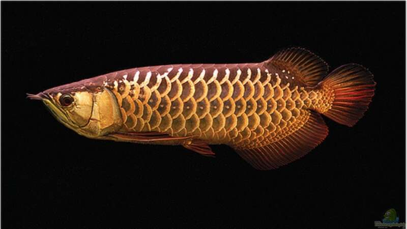 Artentafel Asiatischer Arowana (Scleropages formosus)