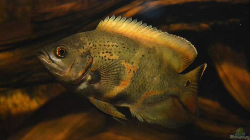 Artentafel Pfauenaugenbuntbarsch (Astronotus ocellatus)