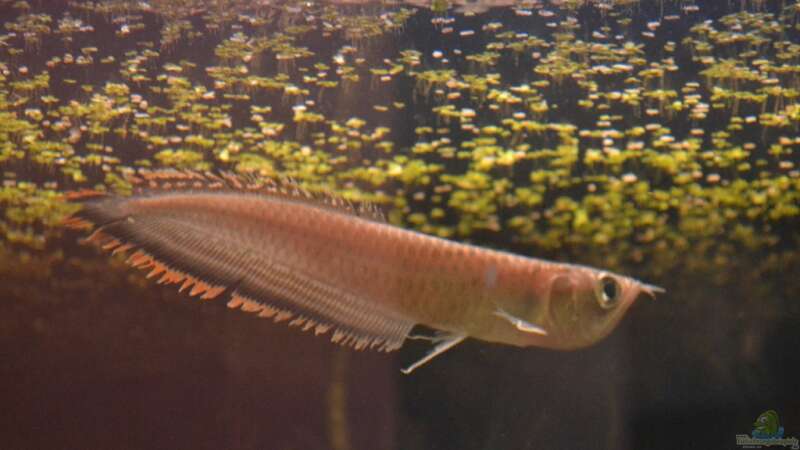 Artentafel Schwarzer & Silberner Arowana (Osteoglossum ferreirai / O. bicirrhosum)