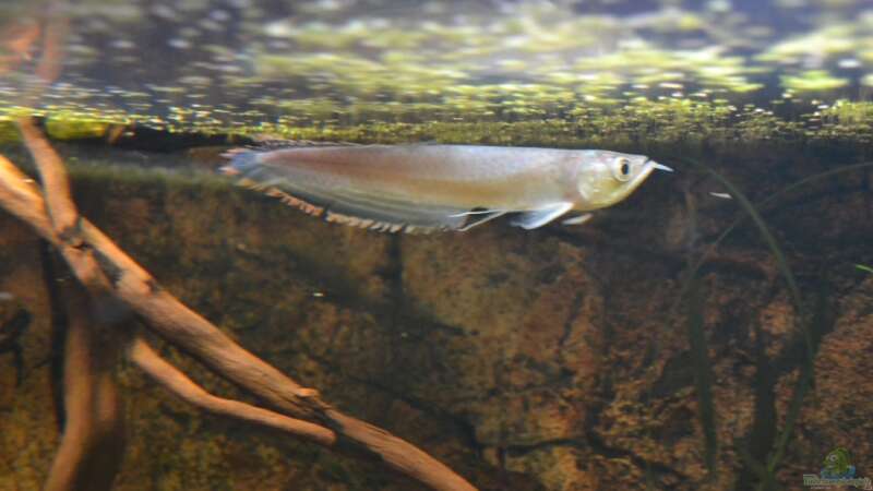 Arowana im Aquarium halten (Einrichtungsbeispiele für Osteoglossum bicirrhosum)