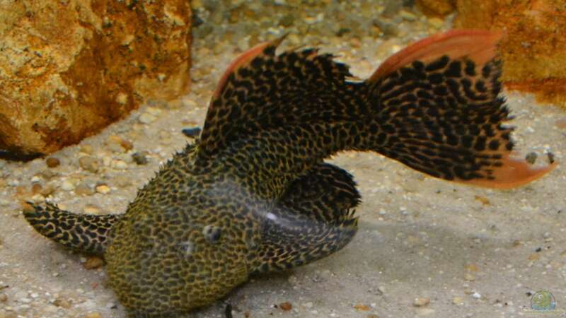 Aquarien mit Pseudacanthicus cf. leopardus (L 114)