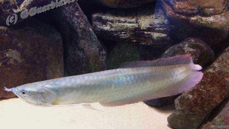 Artentafel Schwarzer & Silberner Arowana (Osteoglossum ferreirai / O. bicirrhosum)